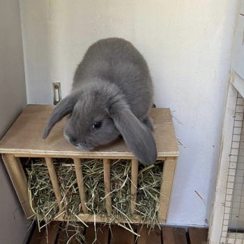 Was füttere ich wenn ich junge Kaninchen bekomme