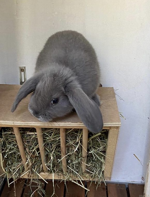 Was füttere ich wenn ich junge Kaninchen bekomme