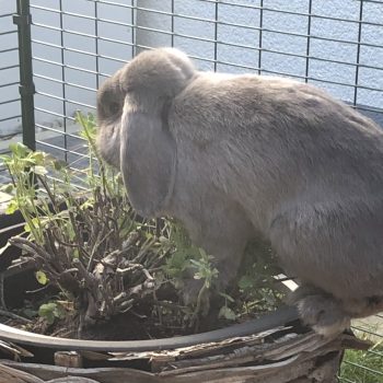 Kaninchen stubenrein – wie geht das?