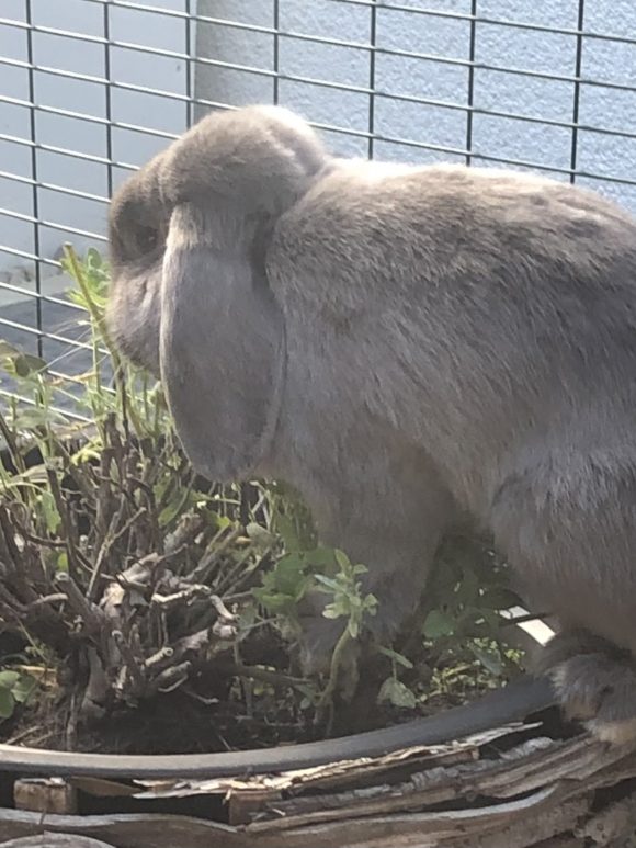 Kaninchen stubenrein – wie geht das?