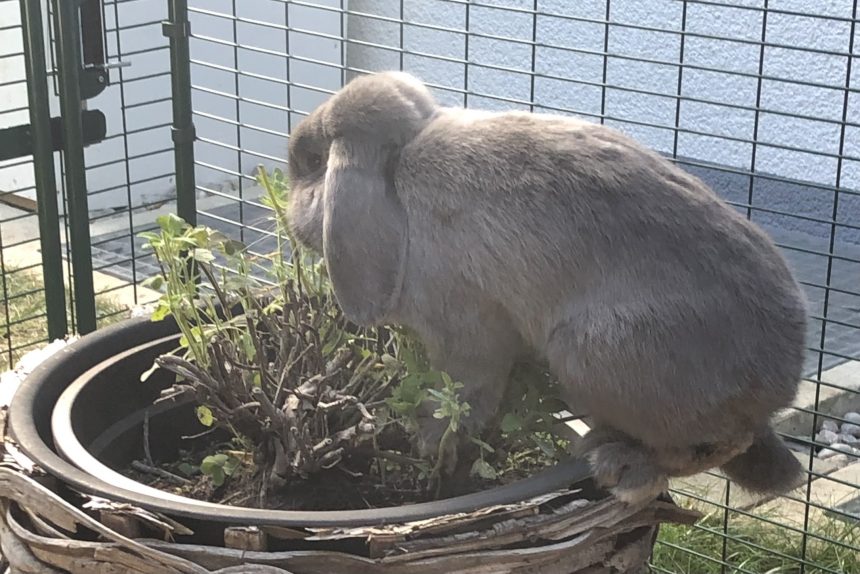 Kaninchen stubenrein – wie geht das?